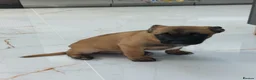 Mixed Breed dogs for sale:  Beautiful Mixed Breed Puppies   🐾 - Advert 6