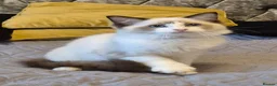 Ragdoll cats for sale: 7 Ragdoll kittens for sale - Advert 17