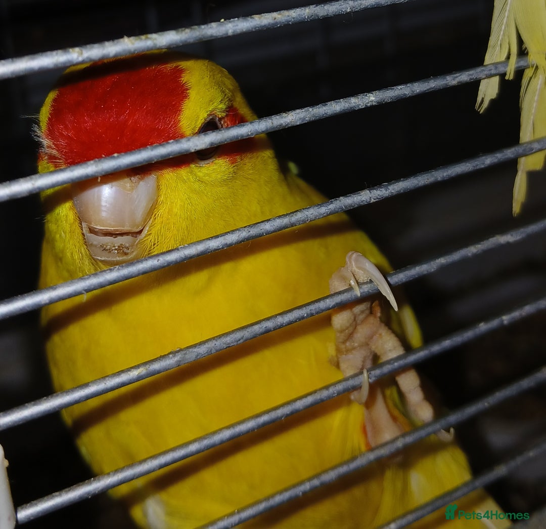 Parakeets birds for sale: Kakariki's x3 Males dna'd Kakariki's  - Advert 4