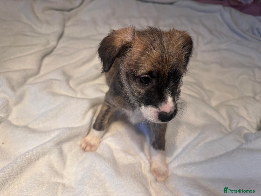 Mixed Breed dogs for sale: Italian Tzu puppies - Advert 5