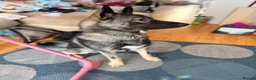 Shepsky dogs for sale: Kobe wan Kenobi needs a forever home - Advert 4
