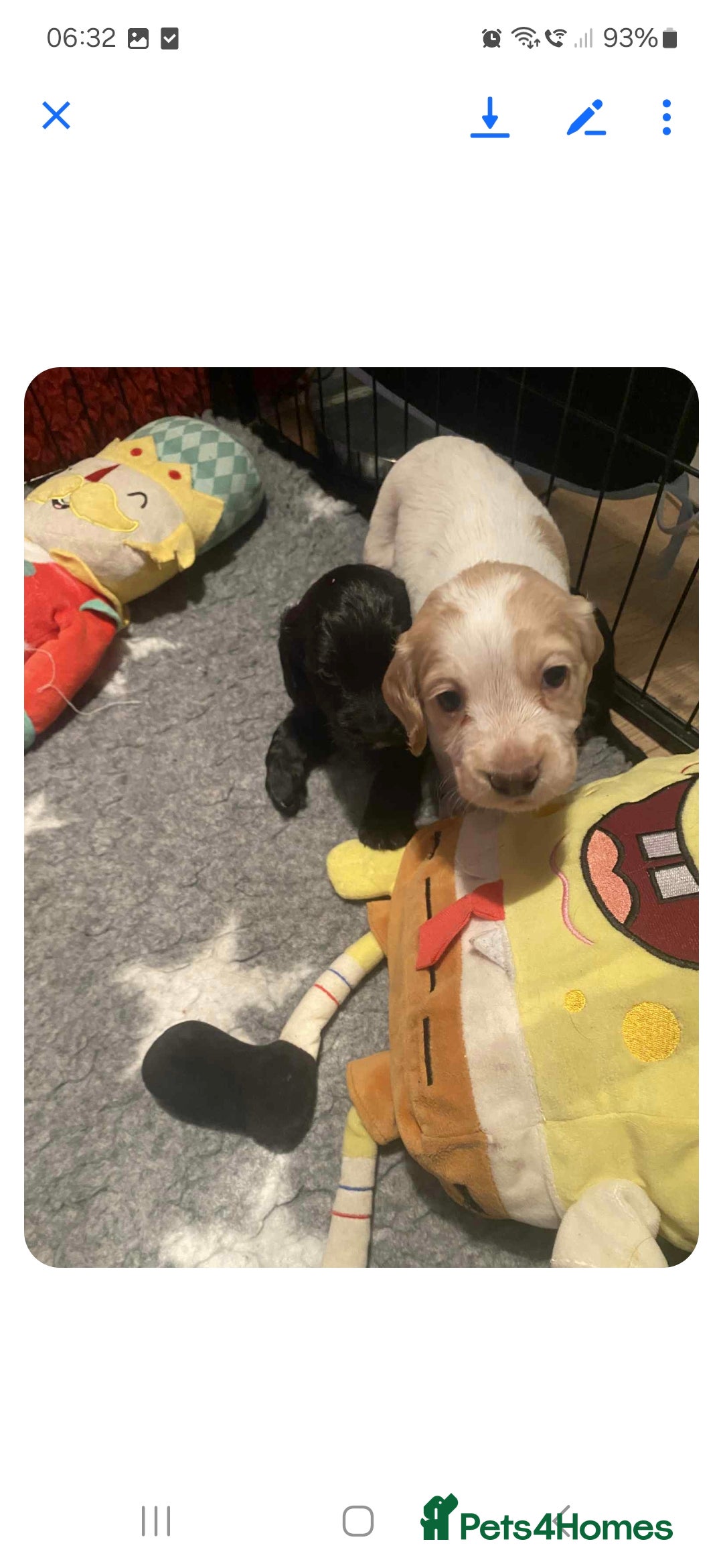 Cocker Spaniel dogs for sale: 6 cocker-spaniel pups  - Image 8