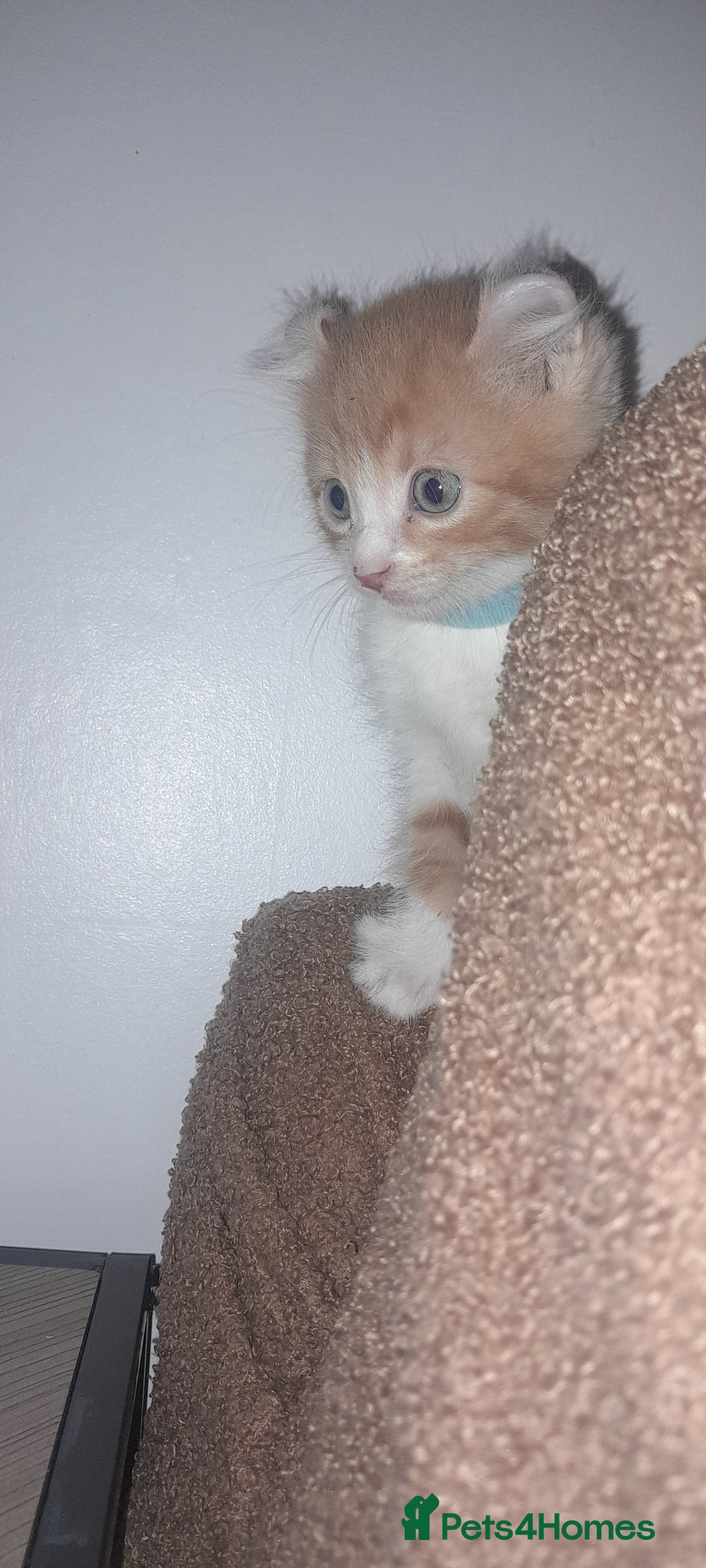 Sphynx cats for sale: Sphynx varient x ragdoll elf ears - Image 11