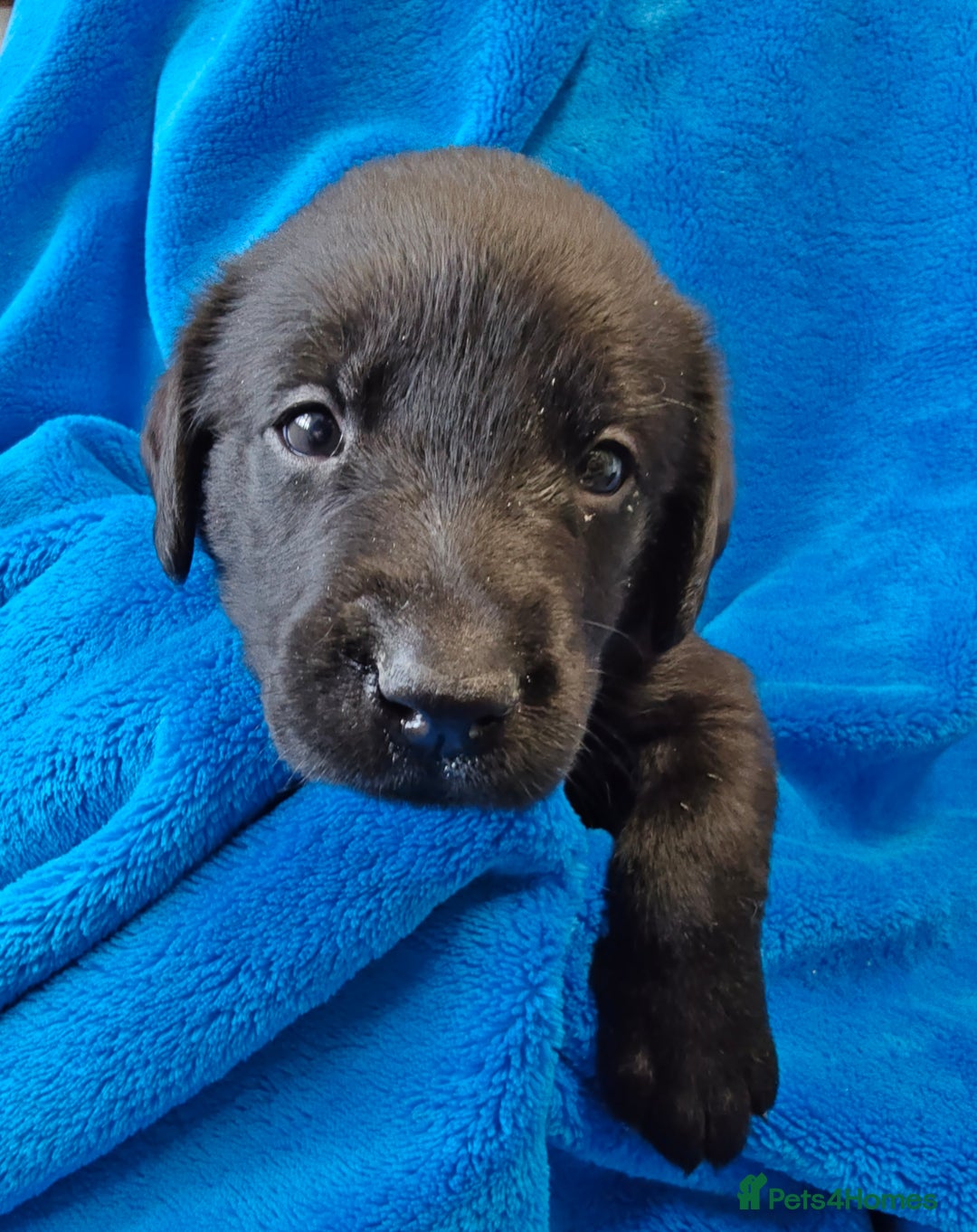 Labrador Retriever dogs for sale: Stunning KC registered fully health tested puppies - Image 15