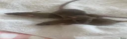 Rat rodents for sale: Dwarf rats - Advert 3