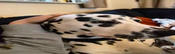 Dalmatian dogs for sale: Doodles in Didcot - Advert 3
