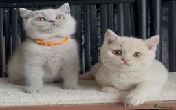 British Shorthair cats for sale: Beautiful BSH kittens  - Image 4