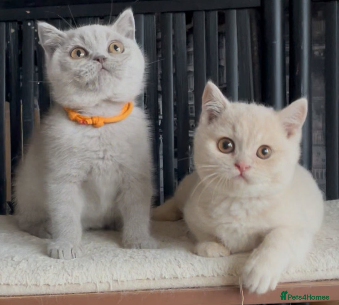 British Shorthair cats for sale: Beautiful BSH kittens  - Image 4