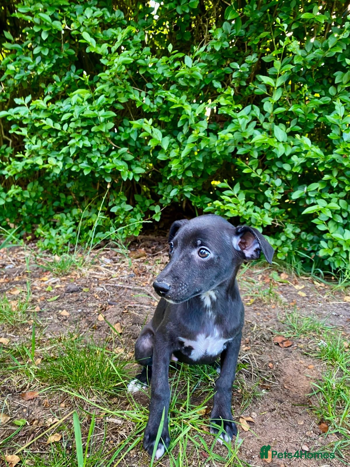 Whippet dogs KC registered Whippets health tested parents - Advert 2