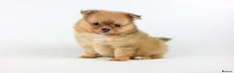Pomeranian dogs for sale: Pomeranian Puppies - Advert 8