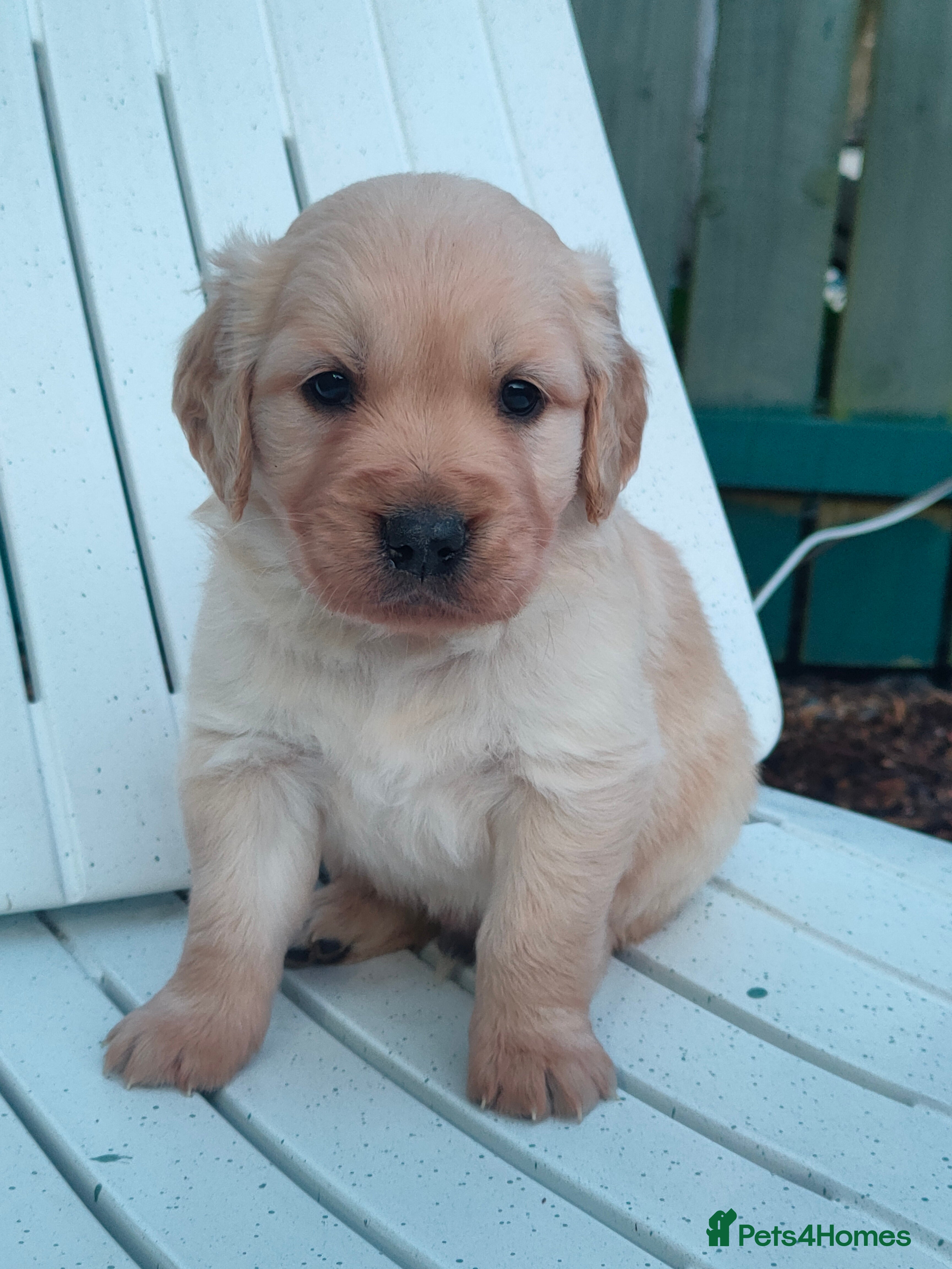 Golden Retriever dogs Gorgeous Golden Retriever pups  - Advert 15