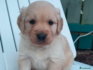 Golden Retriever dogs Gorgeous Golden Retriever pups - Advert 3