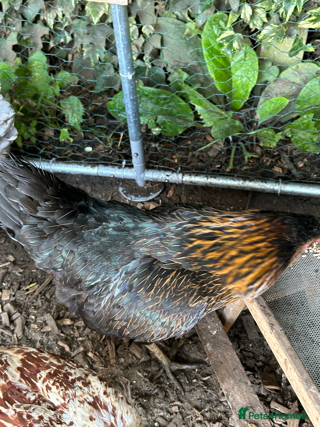 Chickens poultry for sale: 11 chickens for sale  - Image 19