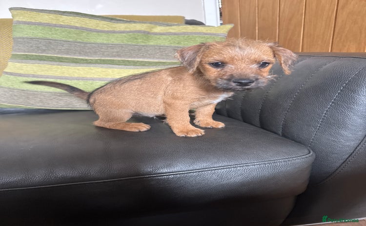 Mixed Breed dogs - Advert 7