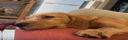 Golden Retriever dogs for sale: Golden Retriever x Wire Haired Hungarian Vizsla  in Melton Mowbray - Advert 6
