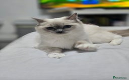 Ragdoll cats for sale: Blue mitted european girl - Image 14