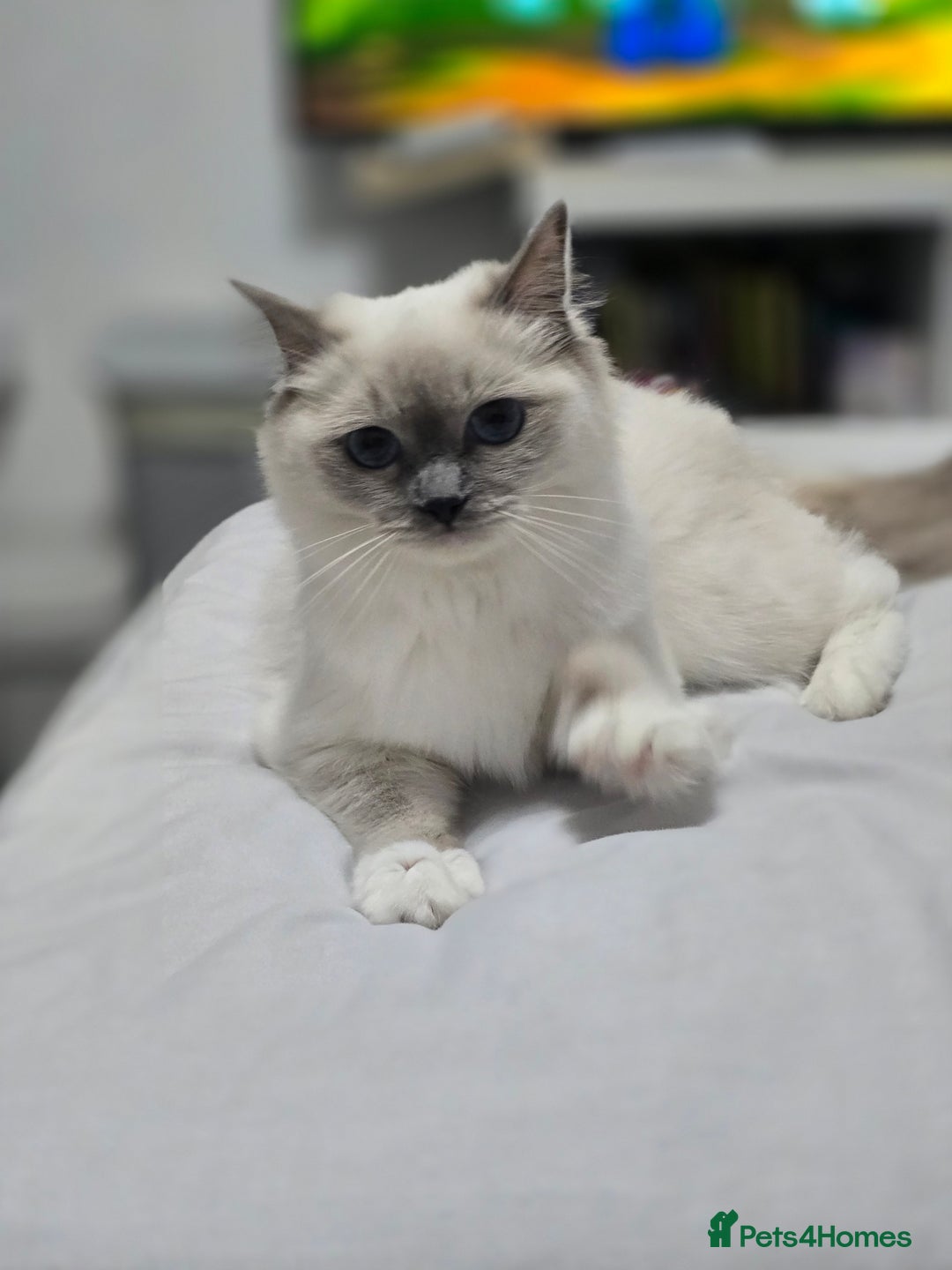 Ragdoll cats for sale: Blue mitted european girl - Image 14
