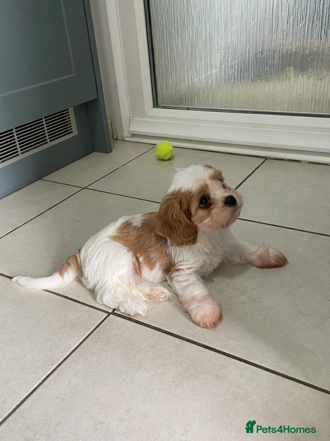 Cavachon dogs for sale: 2 beautiful Cavachon puppies for sale - Advert 2