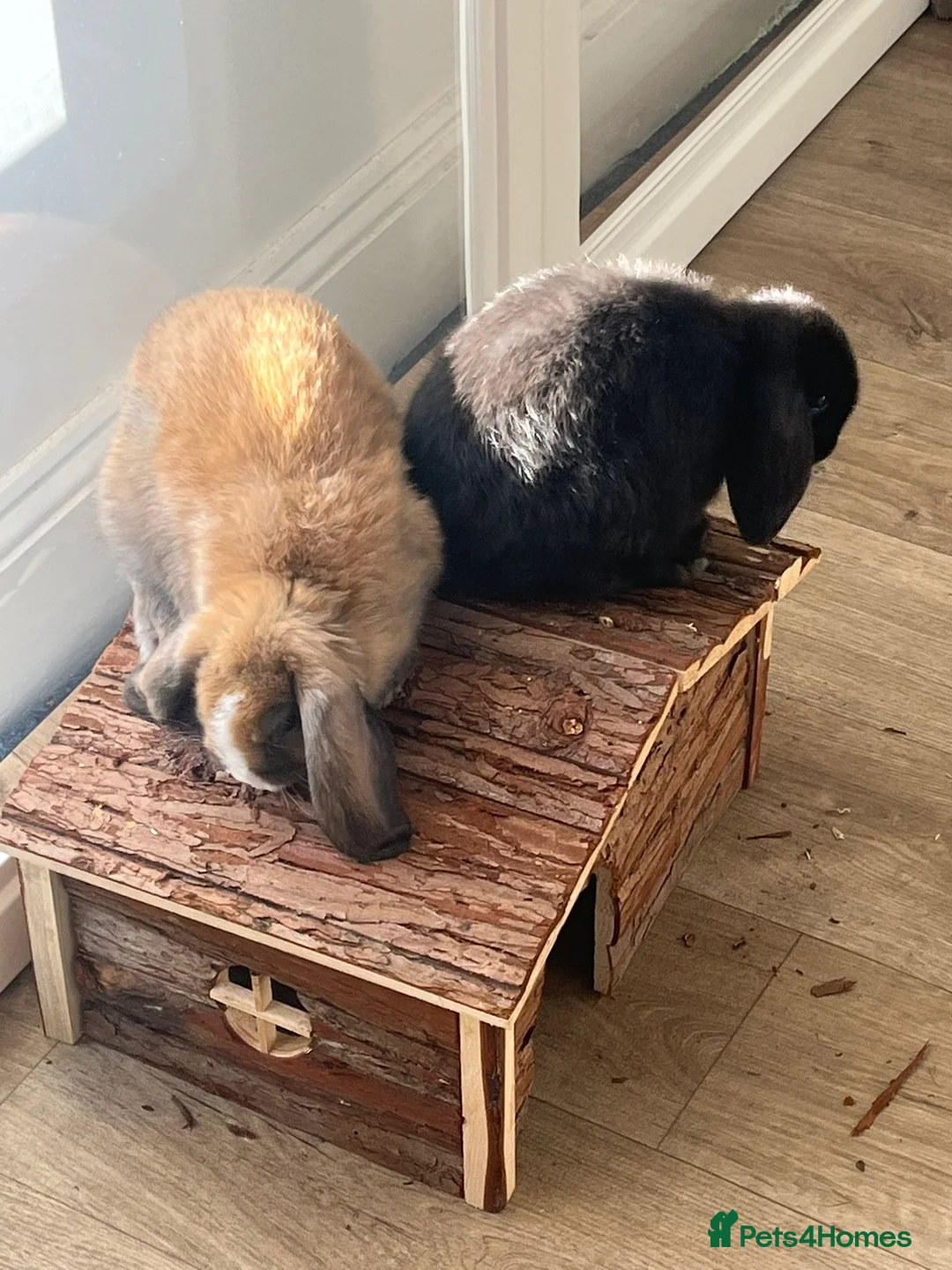Mini Lop rabbits for sale: Pure Bred Mini Lops - Advert 1