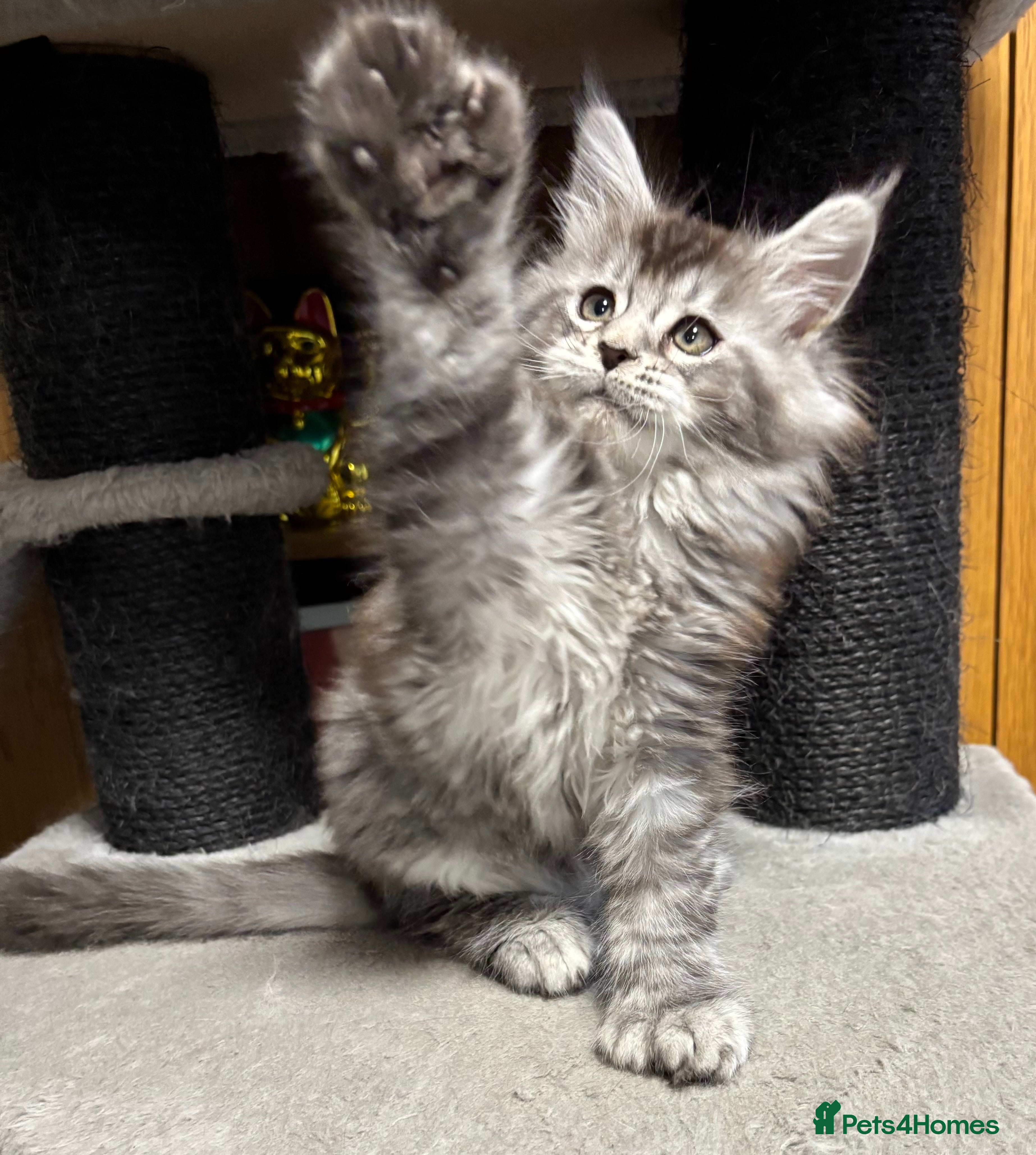 Maine Coon cats Maine Coon kittens polydactyl/non polydactyl  - Advert 2