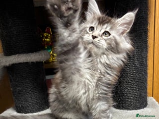 Maine Coon cats Maine Coon kittens polydactyl/non polydactyl - Advert 2