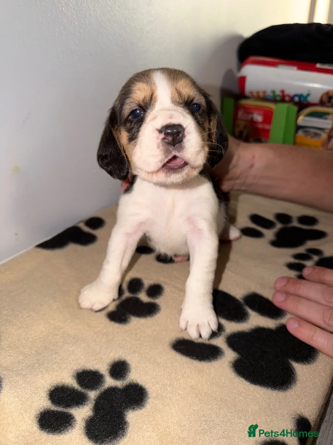 Beagle dogs for sale: Beagle puppies 🐶  in Birkenhead - Advert 2