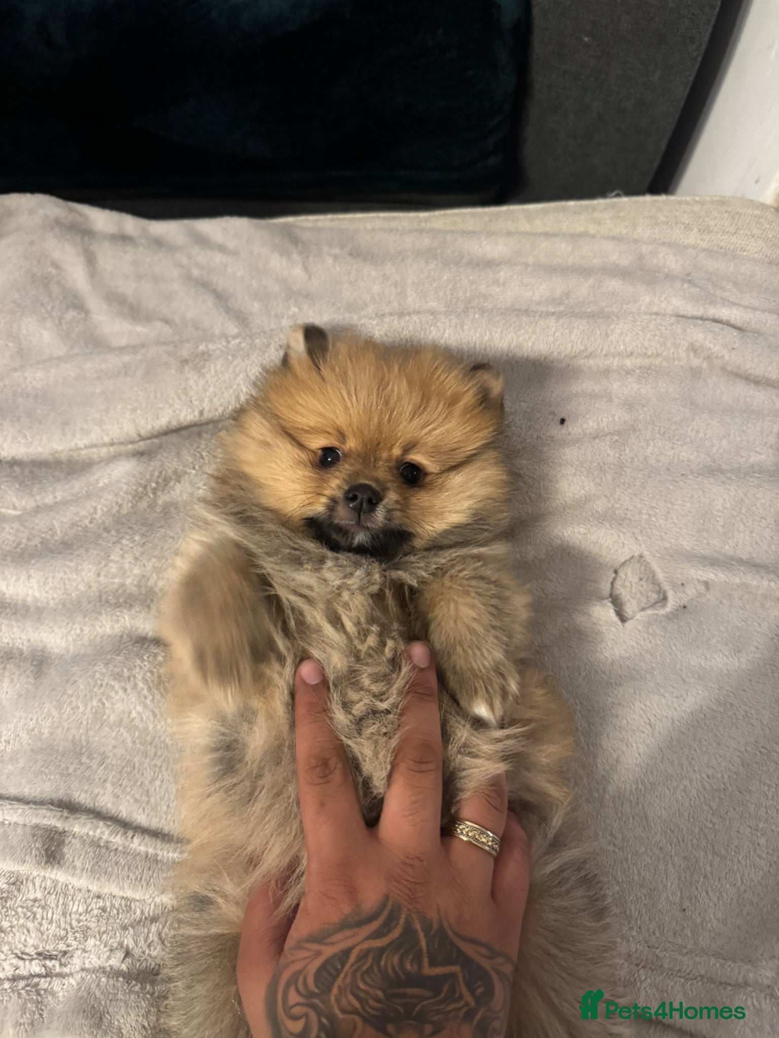 Pomeranian dogs for sale: ⭐️teddy bear Pomeranian ⭐️ - Advert 11