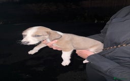 Lurcher dogs for sale: Lurcher puppies for sale - Image 5