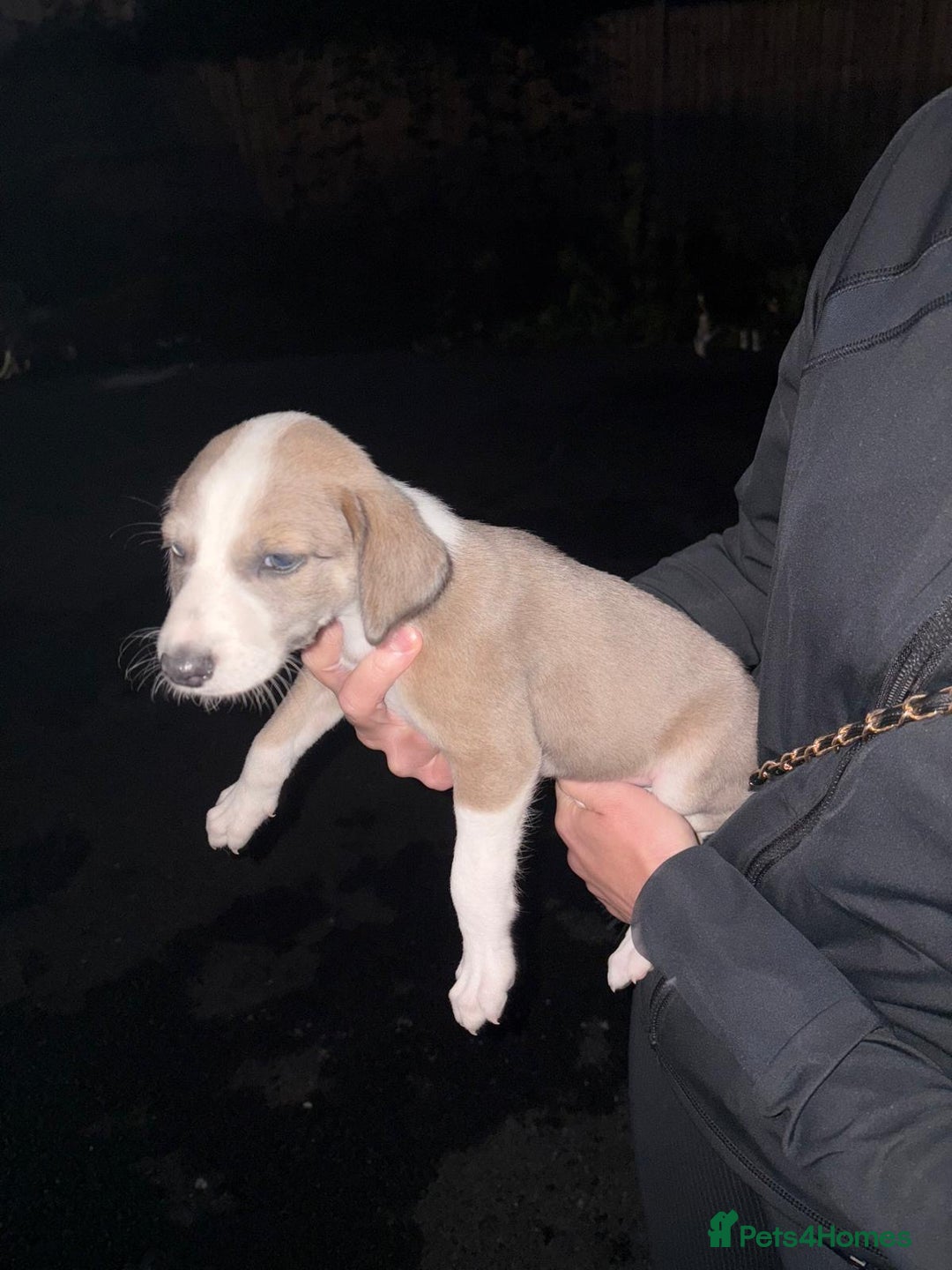 Lurcher dogs for sale: Lurcher puppies for sale - Image 5