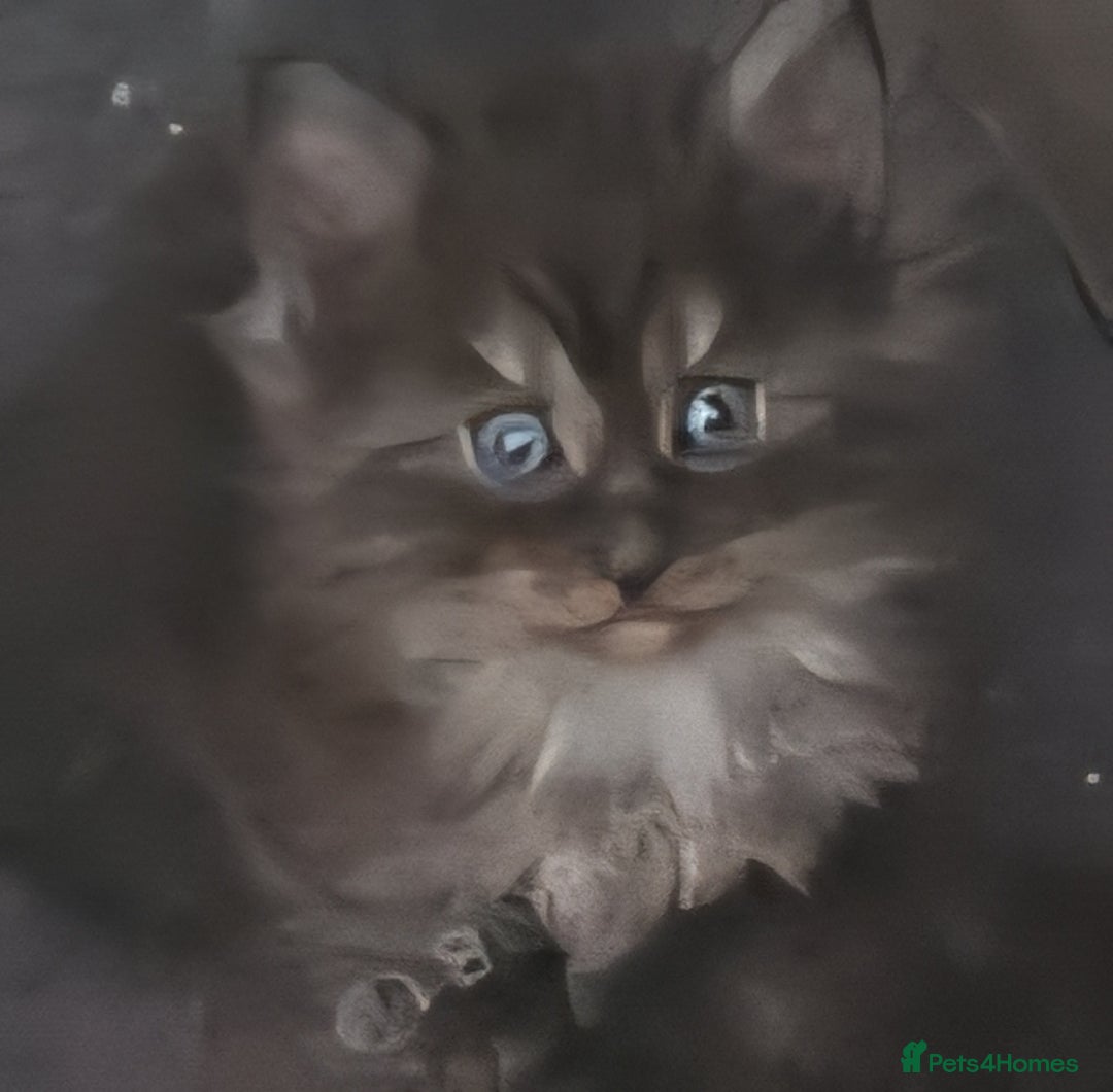 Maine Coon cats for sale: Fantastic XL Main Coons  - Image 2