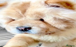 Chow Chow dogs for sale: GORGEOUS KC FEMALE CHOW FOR SALE!!!!! - Image 2
