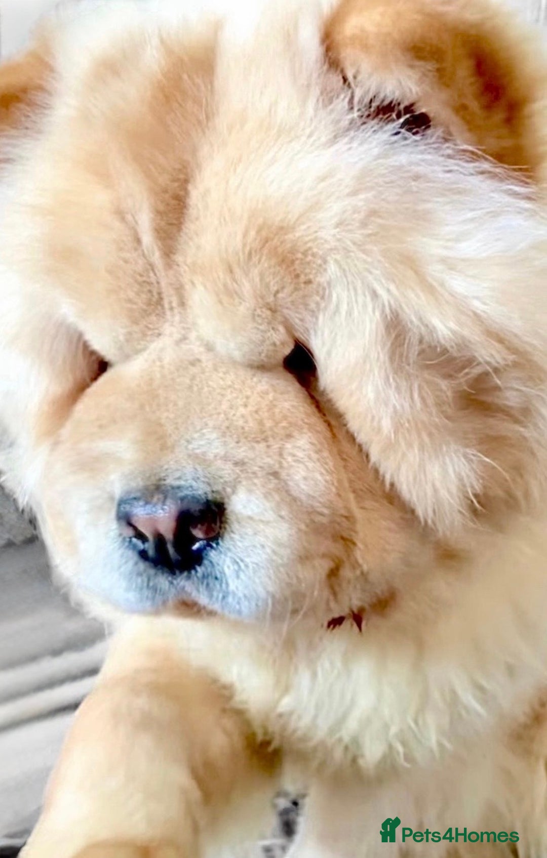 Chow Chow dogs for sale: GORGEOUS KC FEMALE CHOW FOR SALE!!!!! - Image 2