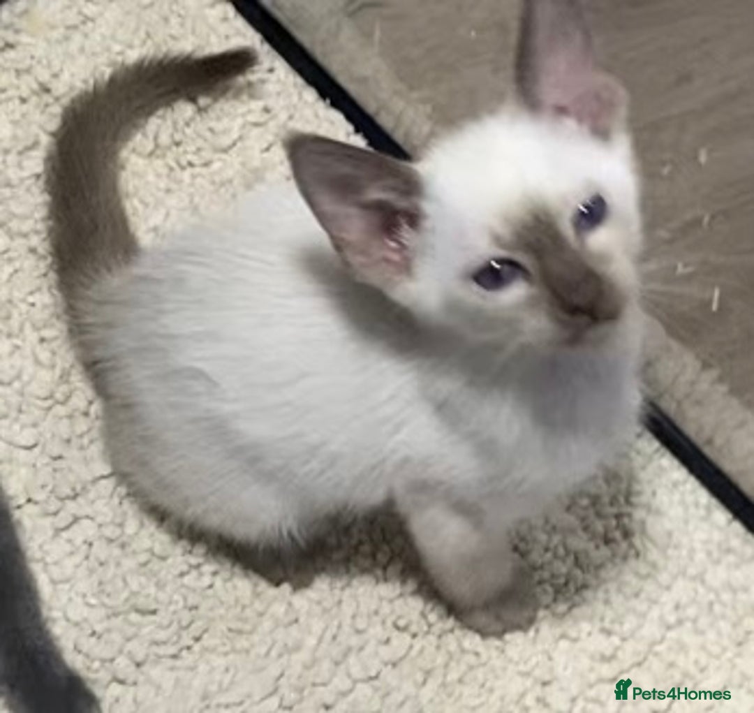 Oriental cats for sale: Oriental kittens  - Advert 31