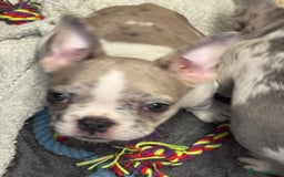 French Bulldog dogs for sale: REDUCED FEMALE FRENCH BULLDOG - Image 3