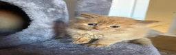 Mixed Breed cats for sale: Persian x Maincoon Kittens   in Bristol - Advert 6
