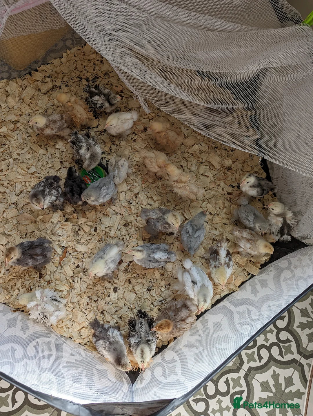 Chickens poultry for sale: Pekin bantam day olds hatching this weekend - Advert 2