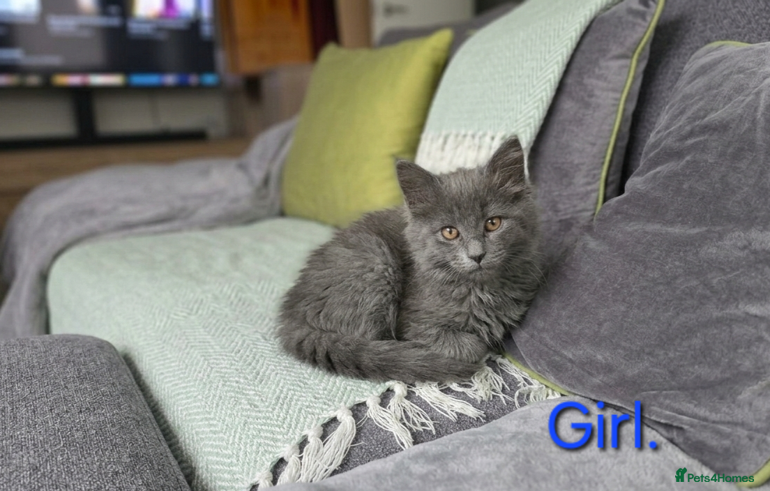 Maine Coon cats Maine coon kittens  - Advert 12