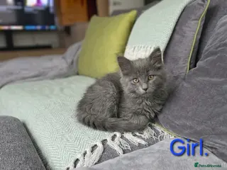 Maine Coon cats Maine coon kittens - Advert 12