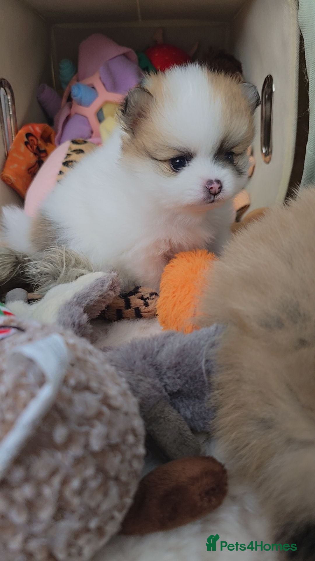 Pomeranian dogs The best teddy bears! 🐾 🐾 🐾 🐾   - Advert 2