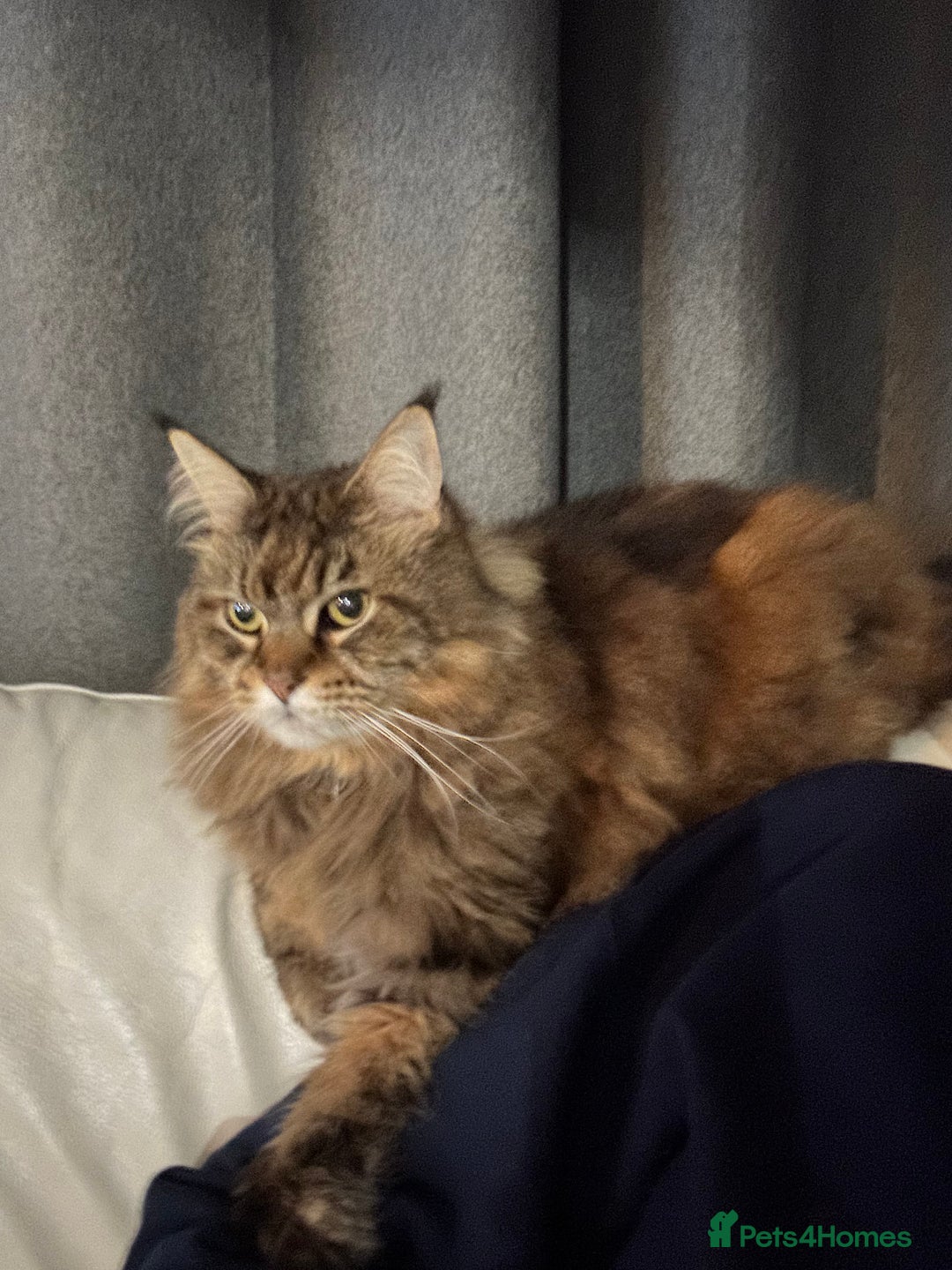 Maine Coon cats for sale: 11 year old Maine coon girl for rehome - Image 7