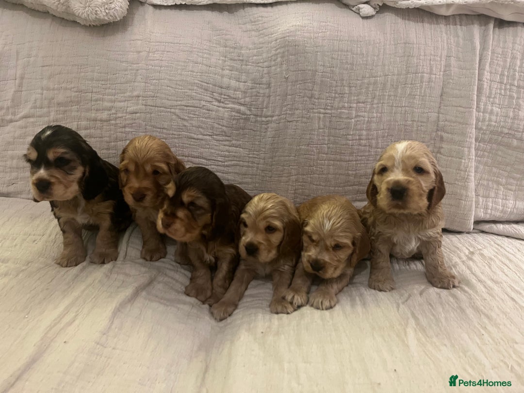 Cocker Spaniel dogs for sale: Adorable show type cocker spaniel pups - Advert 3