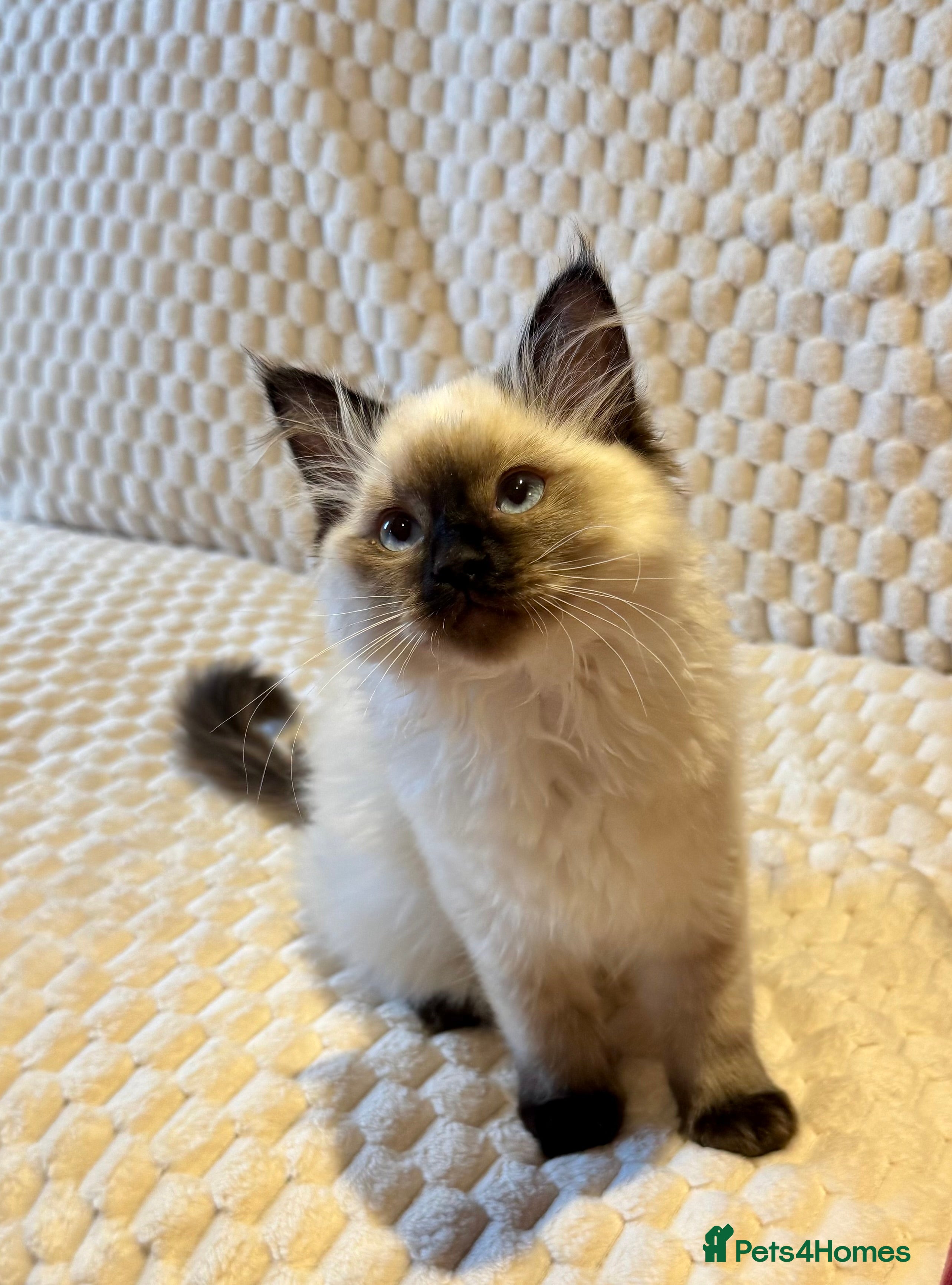 Ragdoll cats Affectionate Ragdoll female kitten-14 weeks-Indoor - Advert 4