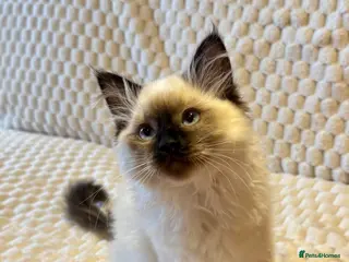 Ragdoll cats Affectionate Ragdoll female kitten-14 weeks-Indoor - Advert 4