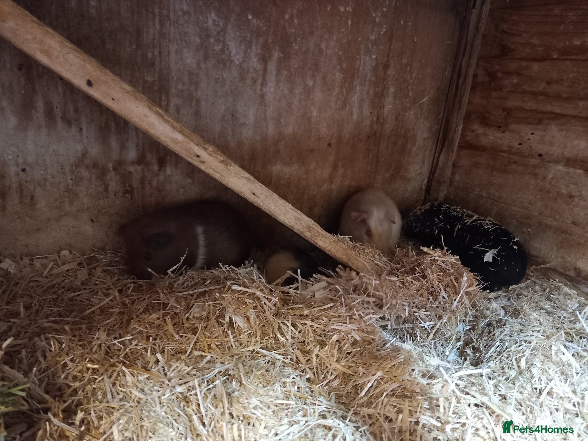 Guinea Pig rodents for sale: Baby guinea pigs for sale  - Advert 15