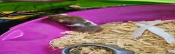 Hamster rodents for sale: Gorgeous Syrian hamsters  - Advert 9