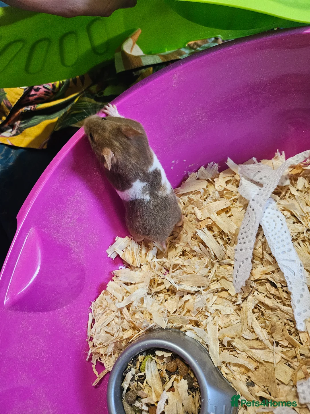 Hamster rodents for sale: Gorgeous Syrian hamsters  - Advert 9