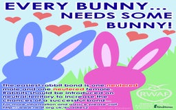 Netherland Dwarf rabbits for sale: PURE BRED NETHERLAND DWARFS - VACCINATED READY NOW - Advert 11