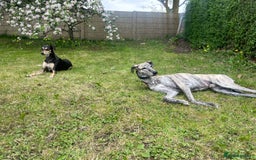 Mixed Breed dogs for sale: Stunning saluki greyhound puppies!  - Image 13