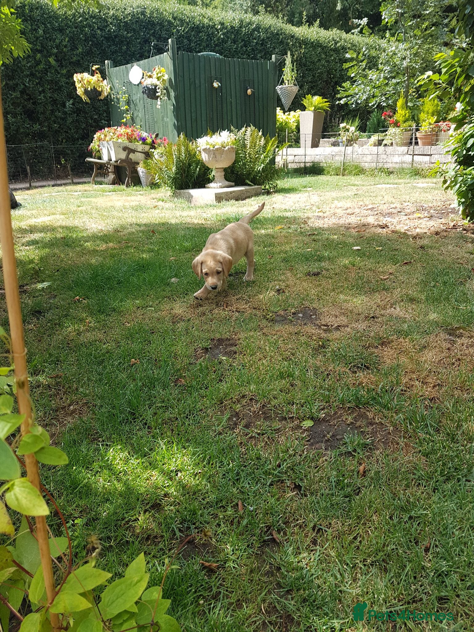 Labrador Retriever dogs Excellent KC Registered Labrador puppies  - Advert 2