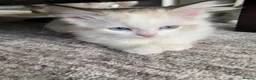 Ragdoll cats for sale: 4 TICA Registered Ragdoll girls available - Advert 15